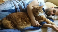 4 Důvody, proč je kočka spát s vámi v jedné posteli